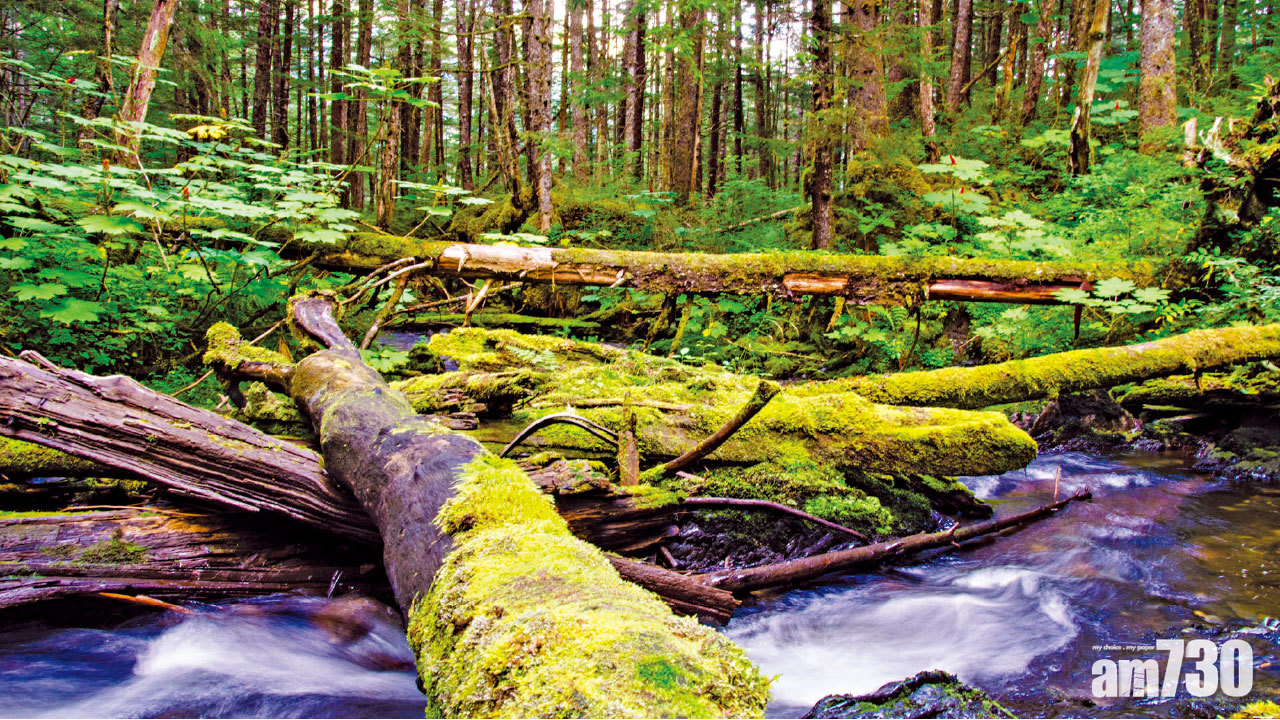 擬開發阿拉斯加 特朗普圖撤伐木限制