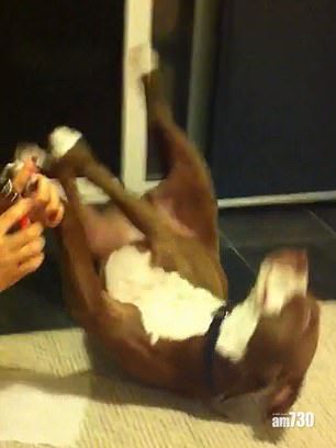 【神級演技】為避剪腳甲 狗狗扮暈 (有片)