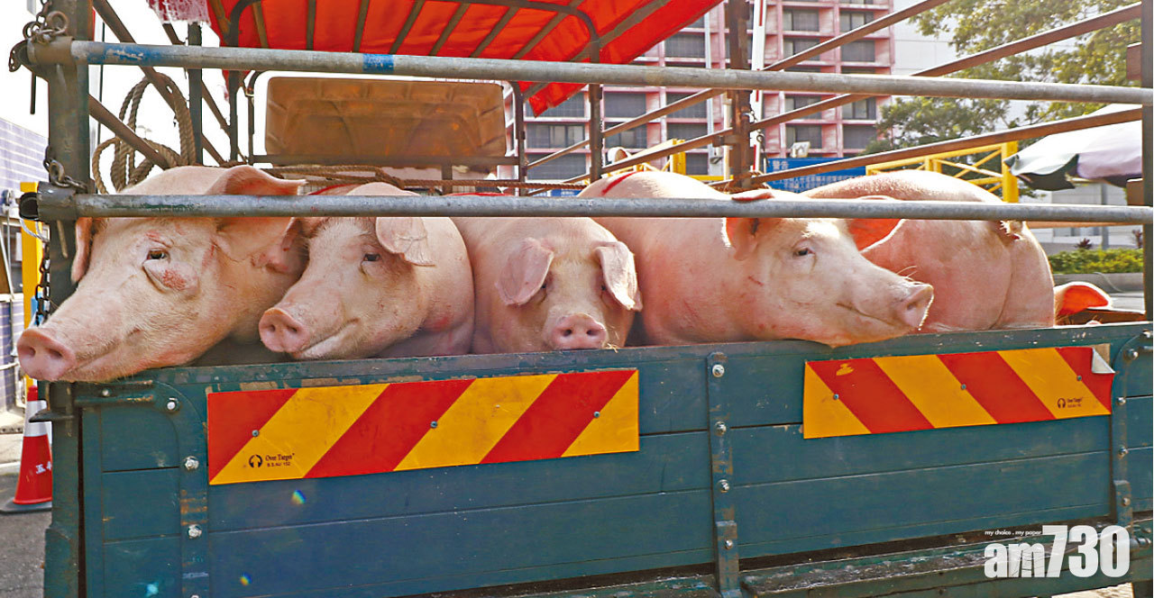 曾處理豬隻器官 男子染豬鏈球菌死亡