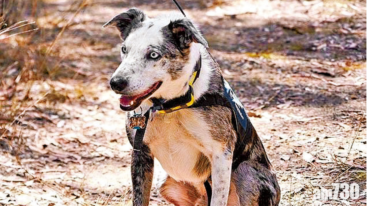 憑獨門絕技擔重任 被遺棄狗入火場救樹熊