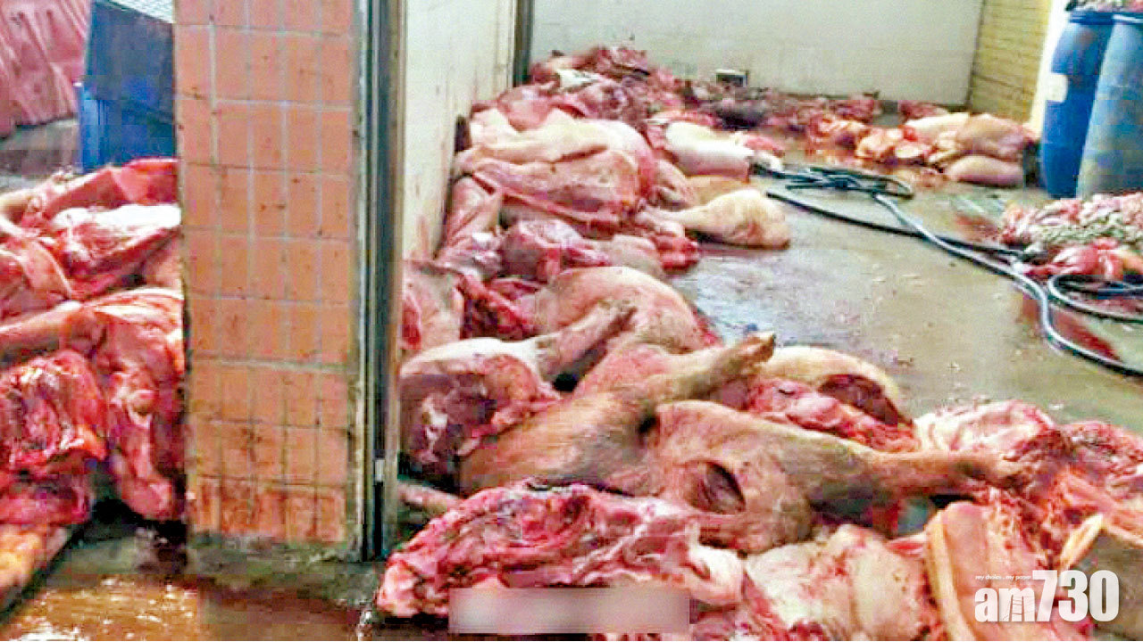 南海屠宰場賣病死豬 疑每日數千斤流入市場