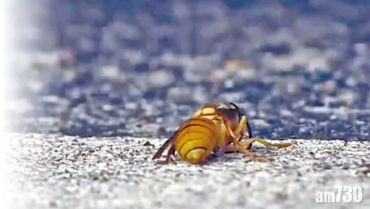 多名行山客遭蜂群螫傷