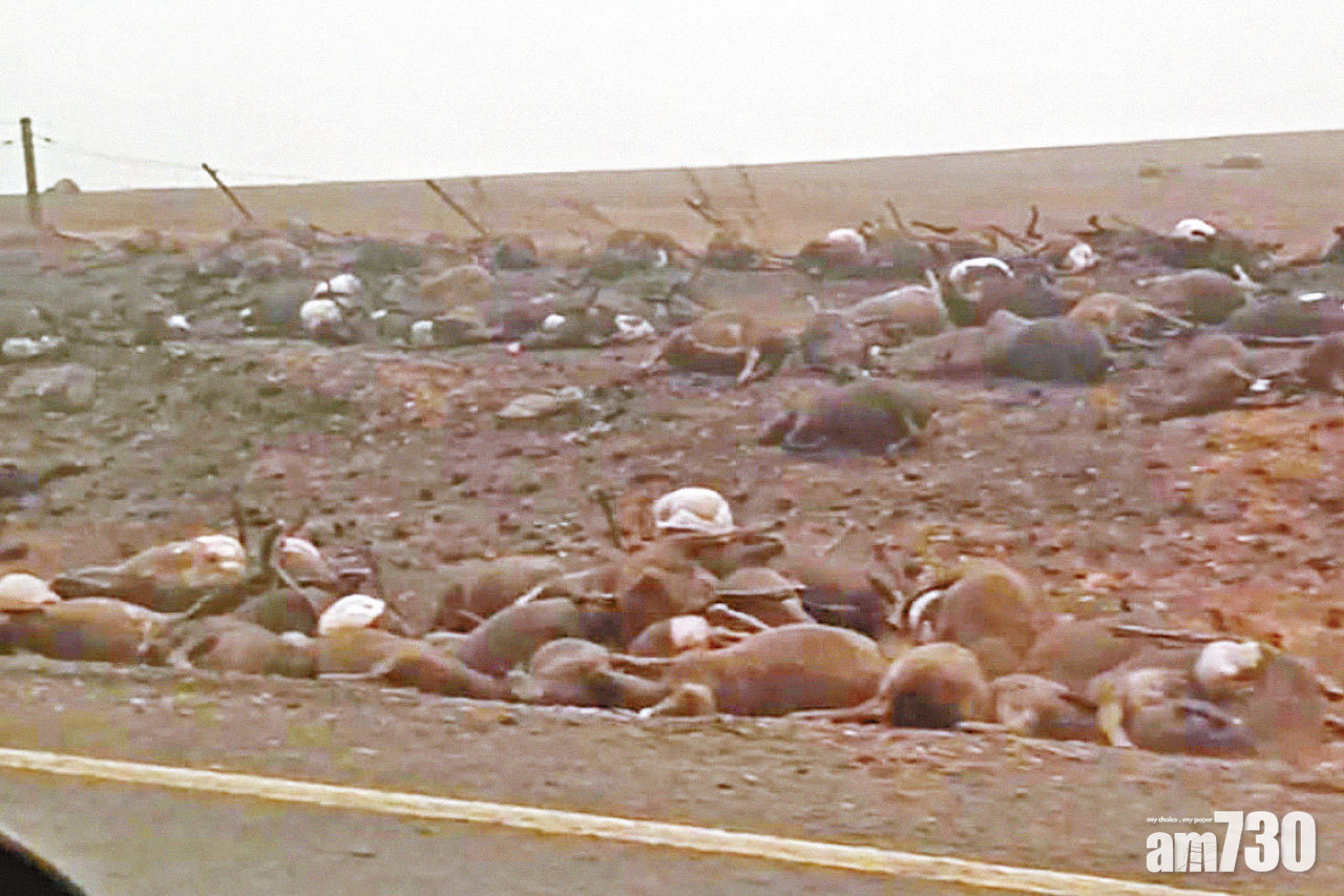 5億動物死亡 澳山火燒至悉尼市郊