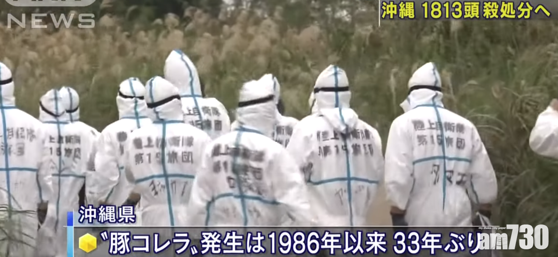 【遊日注意】沖繩33年首爆豬瘟  名物「阿古豬」亦遭殃(有片)