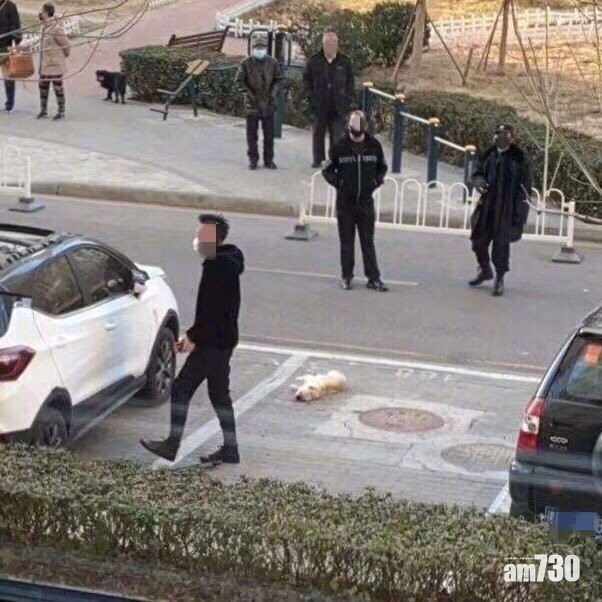 【武漢肺炎】內地謠傳貓狗可傳染致慘劇 團體懇請寵主理性