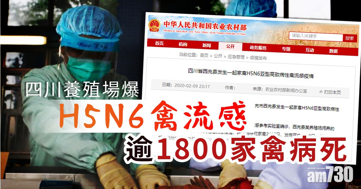四川養殖場爆H5N6禽流感  逾1800家禽病死