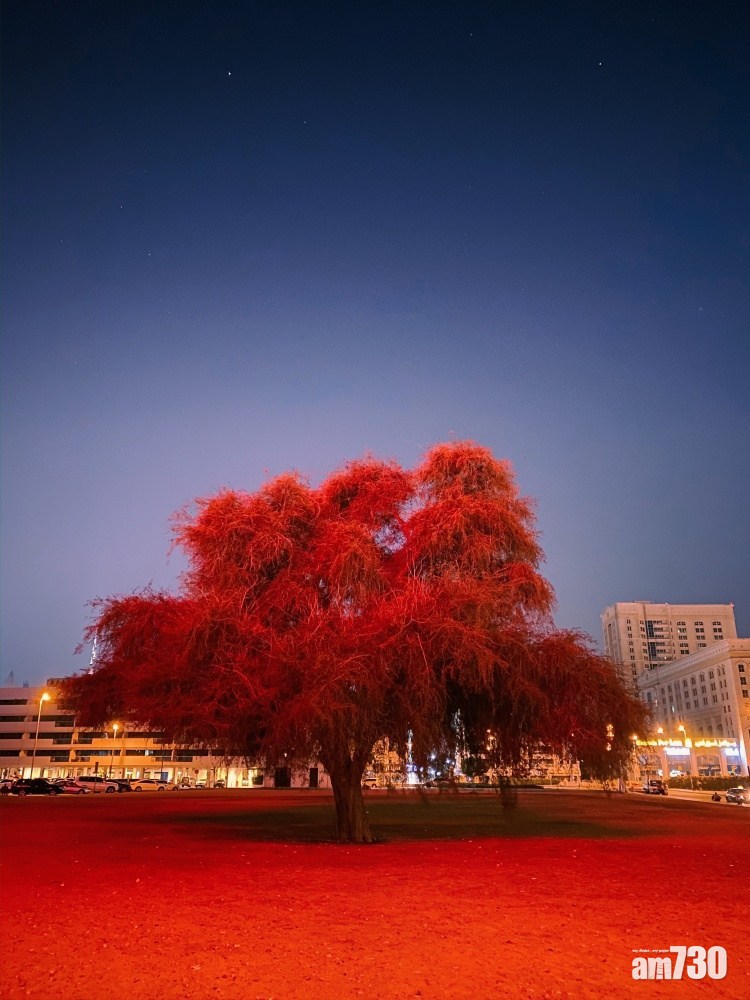 Shot On iPhone夜間模式得獎作品