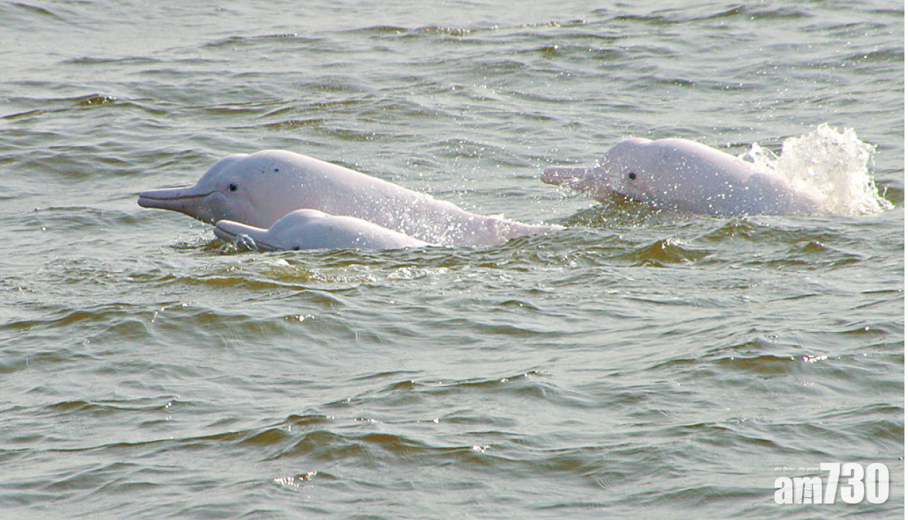 毒物侵體 江豚體內TPT濃度增十倍 食海產存隱憂