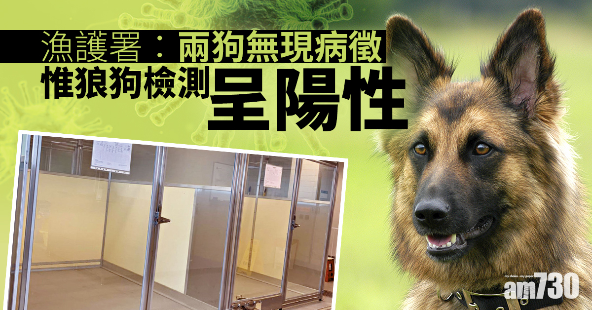 【新冠肺炎】狼狗檢測呈陽性　漁護署：無證據狗傳狗