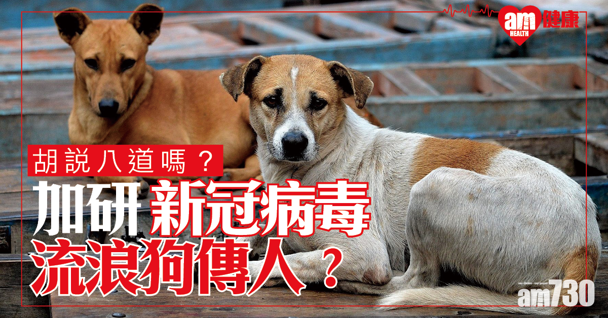 【新冠肺炎】加拿大研究：病毒由流浪狗傳人！？「估計是狗吃蝙蝠」