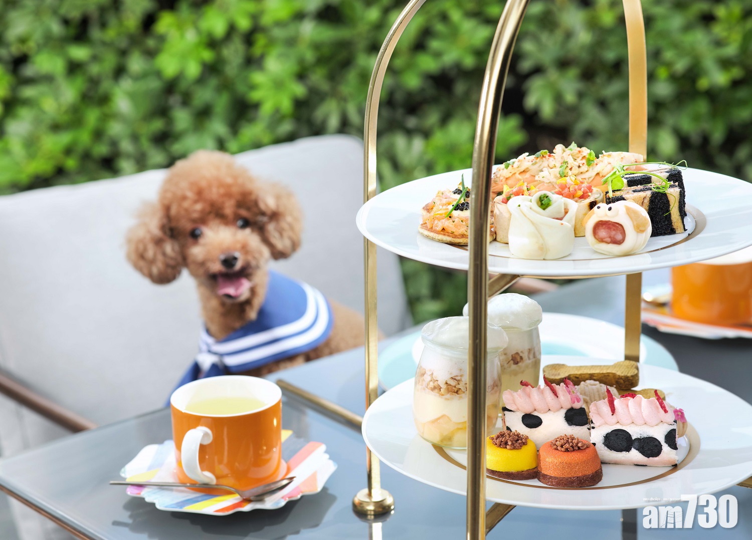 The Murray一人一狗瑜伽課　新推貓星人下午茶