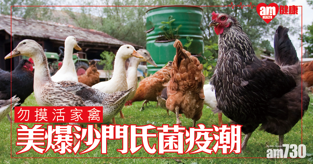 美爆沙門氏菌疫潮 籲勿接觸禽畜