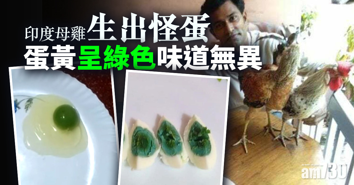 印度母雞生出怪蛋 蛋黃呈綠色味道無異