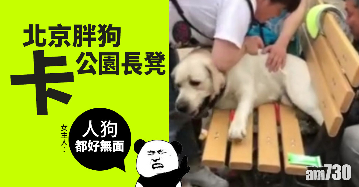 北京胖狗卡公園長凳 女主人：人狗都好無面