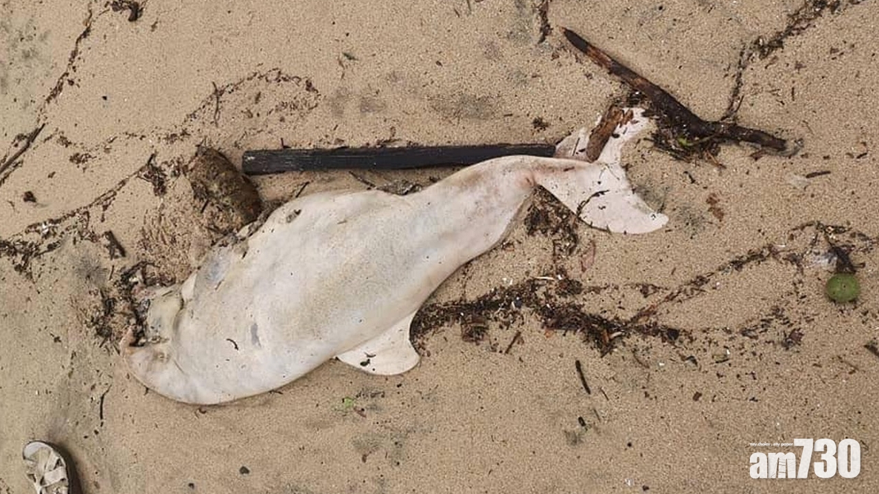 中華白海豚擱淺貝澳屍身腐爛　5日內第3宗