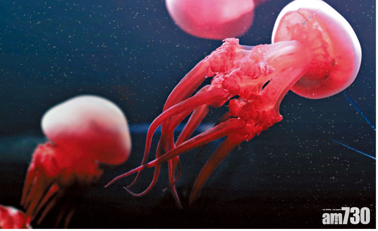 如何進化  首知帶有昆蟲生長激素  中大︰助揭水母變態過程