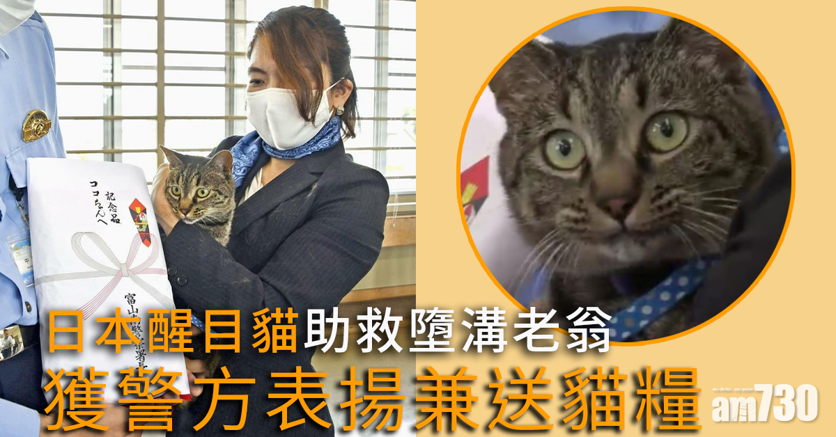【叻叻】日本醒目貓助救墮溝老翁 獲警方表揚兼送貓糧