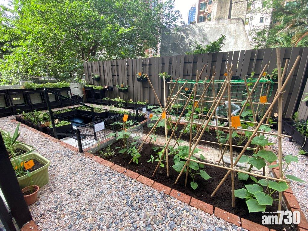 市建局招上環街坊參與社區苗圃計劃