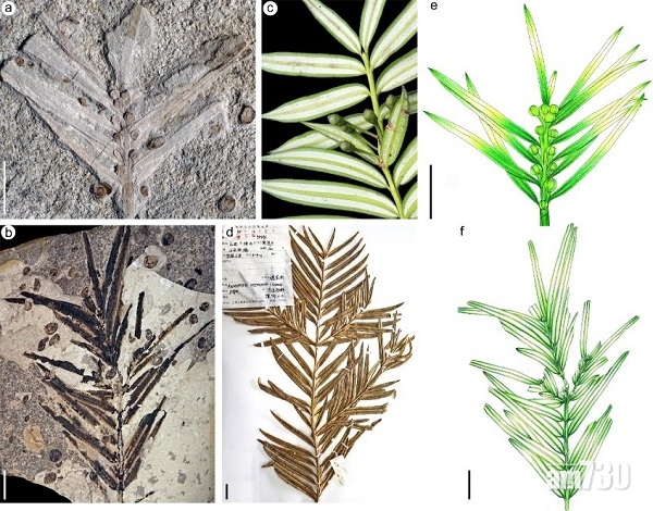 中美學者發現「活化石」！穗花杉最少有1.6億歲