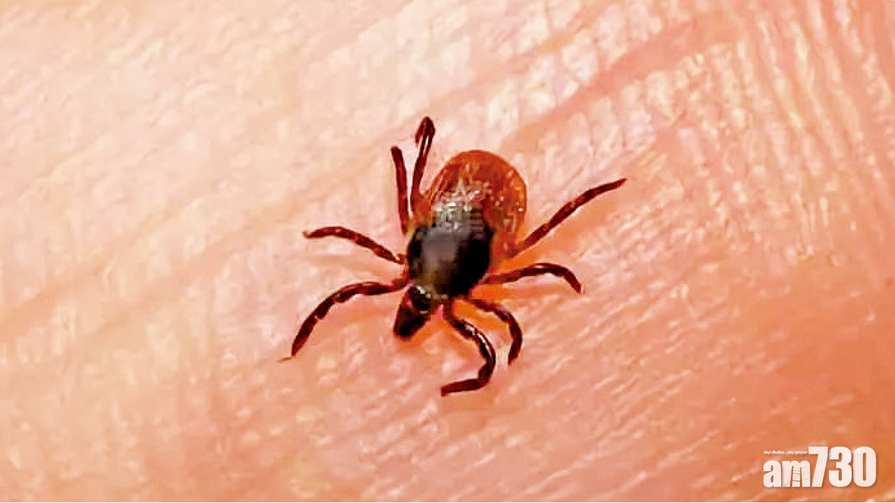 小心蜱蟲  新型布尼亞病毒可人傳人 內地82人感染11亡