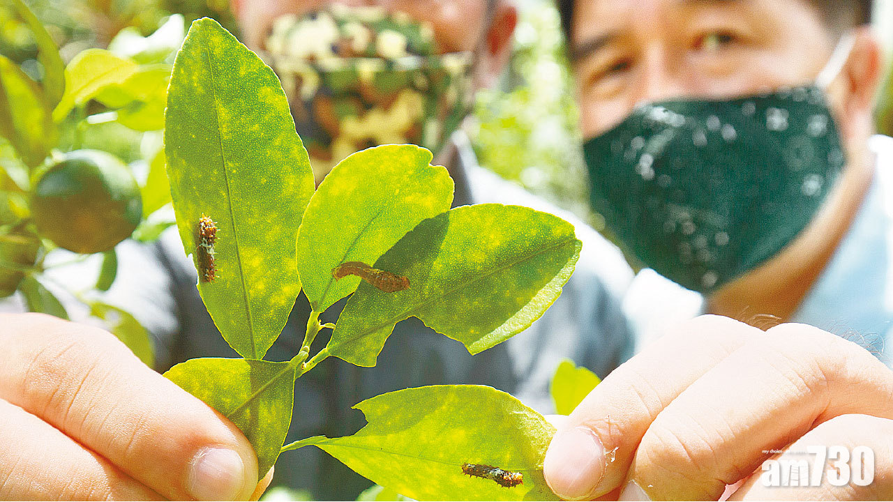 切勿購買 網上百元兜售幼蟲 專家:自養或弄死蝴蝶