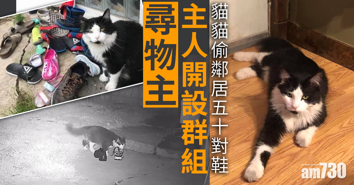 【怪癖】貓貓「偷」鄰居50對鞋  主人設FB群組尋物主