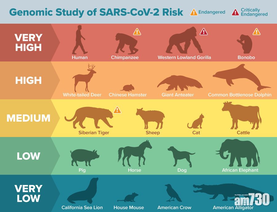 【新冠肺炎】不止人類高危 美研：約40%物種受新冠病毒威脅