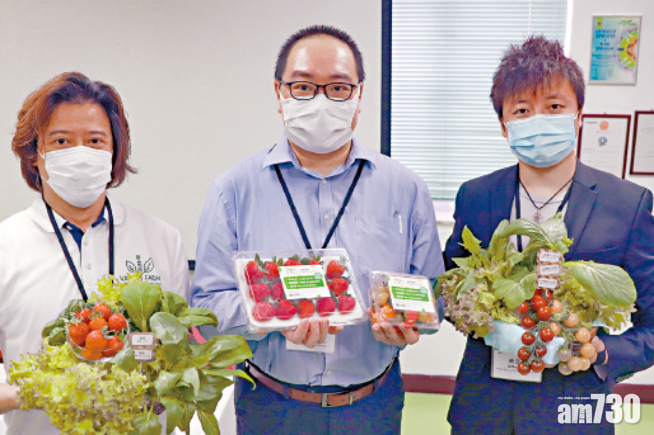 水耕研發中心成功種非時令蔬果 一公斤車厘茄賣276元