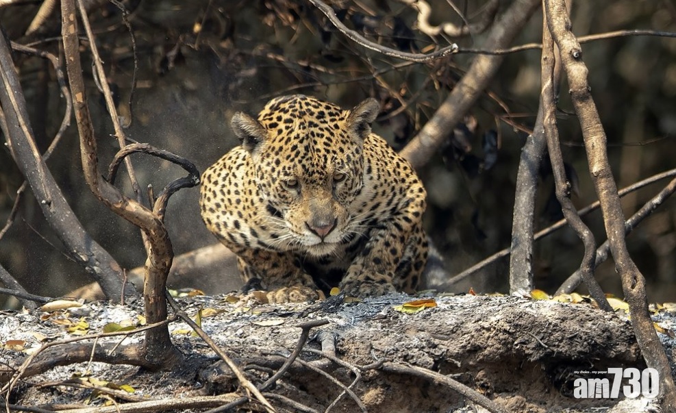 【生態危機】巴西濕地火災蔓延  美洲豹棲息地逾七成燒毀