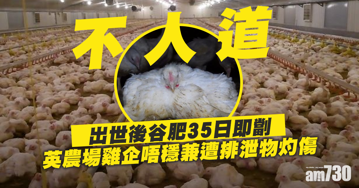 【不人道】短時間內谷肥謀利  英農場雞企唔穩兼遭排泄物灼傷