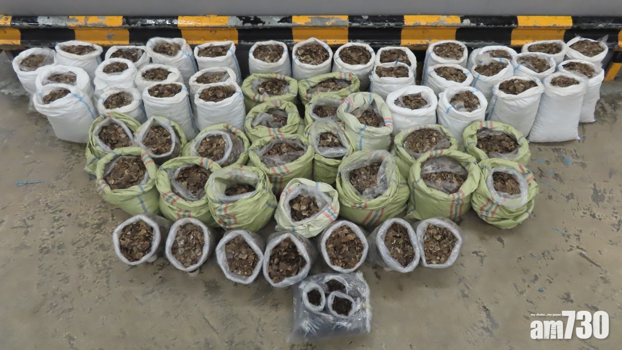 海關檢1噸走私穿山甲鱗片及13公斤乾蛇膽　市值620萬元