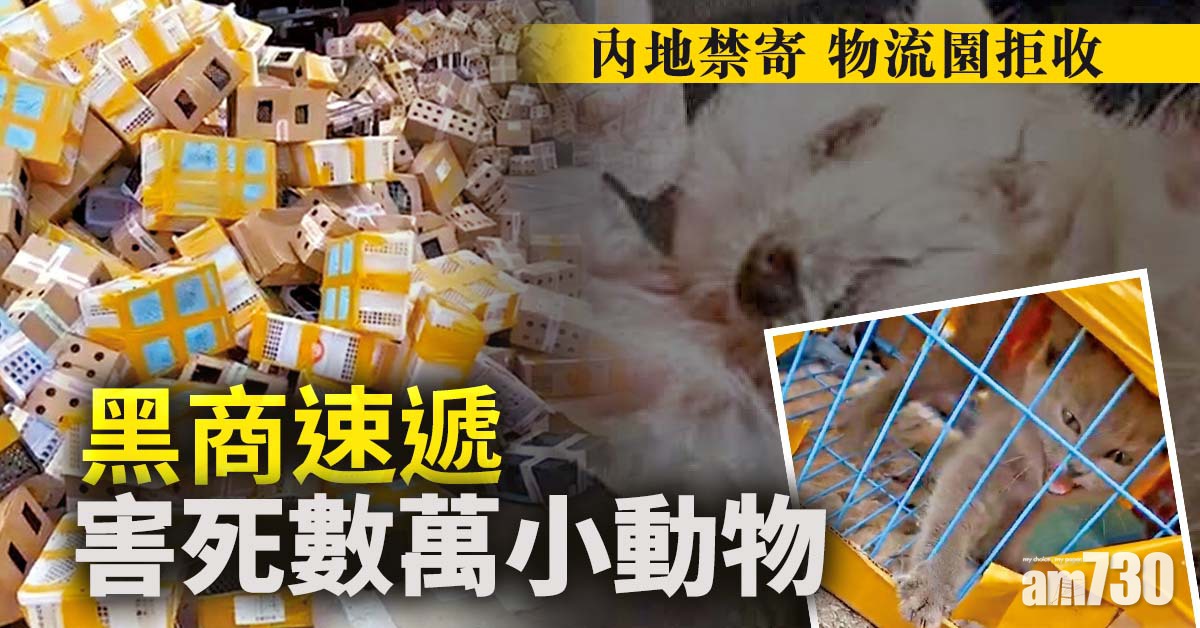內地禁寄 物流園拒收 黑商速遞害死數萬小動物