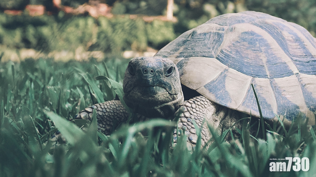 【消委會】接寵物移民服務投訴　有寵物死亡或疑遭轉售
