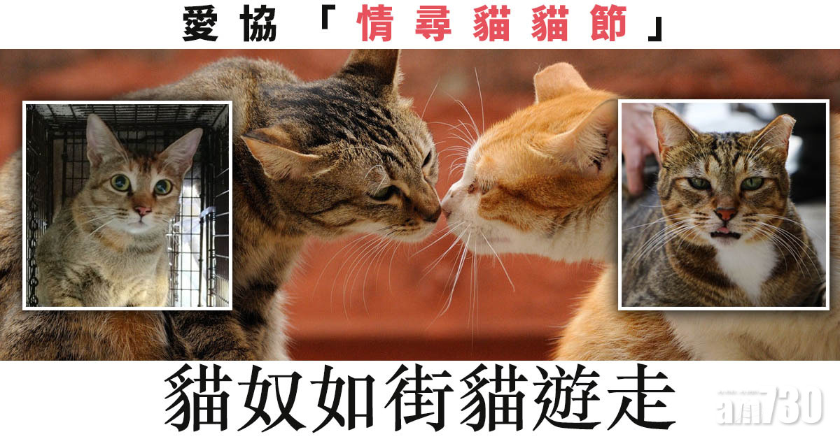 【不容錯過】愛協「情尋貓貓節」貓奴如街貓遊走