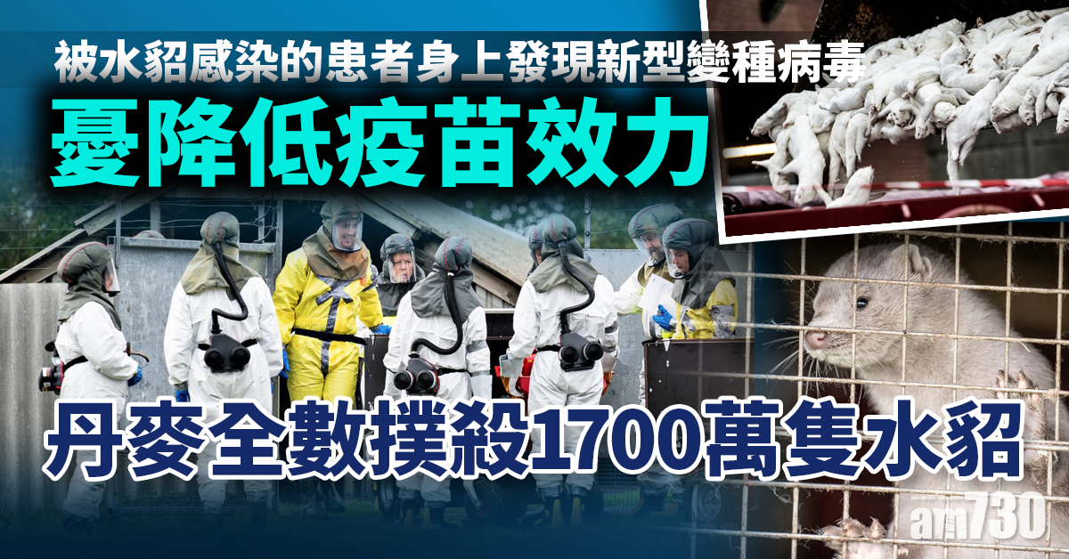 【新冠肺炎】憂變種病毒降低疫苗效力 丹麥全數撲殺1700萬隻水貂
