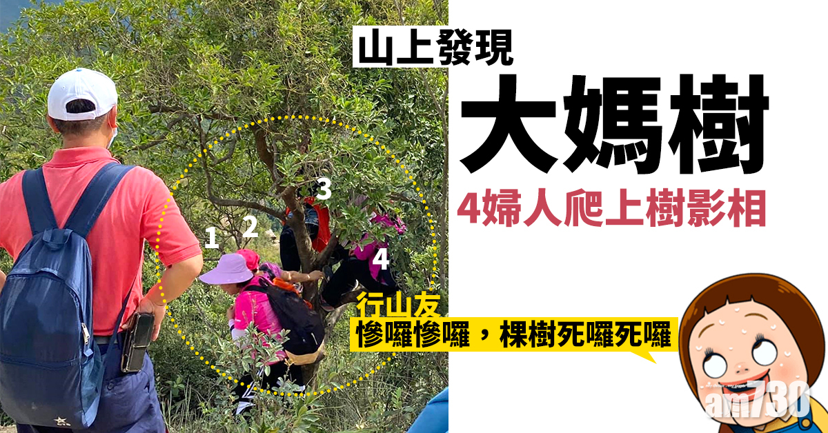 【網上熱話】4婦人爬上樹影相　網民大嘆做樹好慘