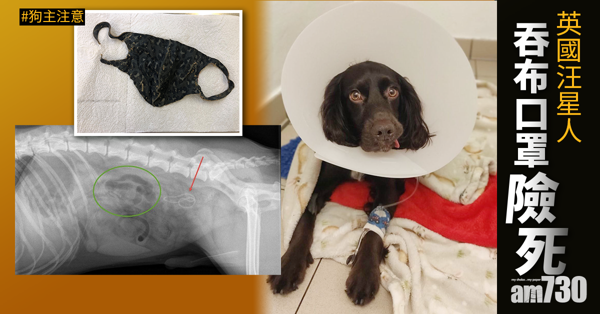 【新冠肺炎】狗狗吞下布口罩塞腸險死