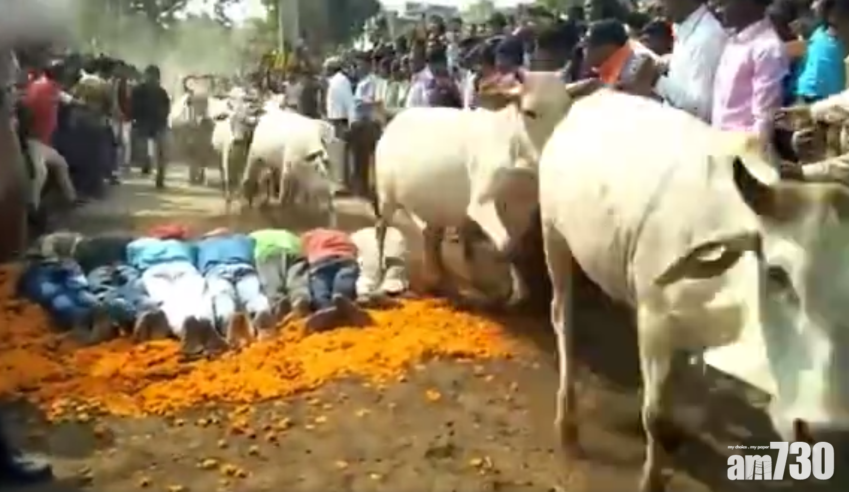 【驚險習俗】 印度教徒趴地下被牛狂踩 信可帶來好運