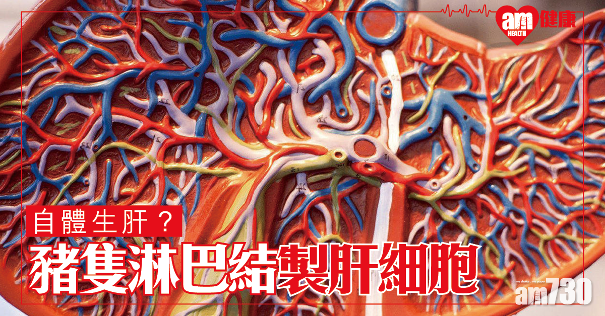 自體生肝？豬隻研究證淋巴結可製造肝細胞