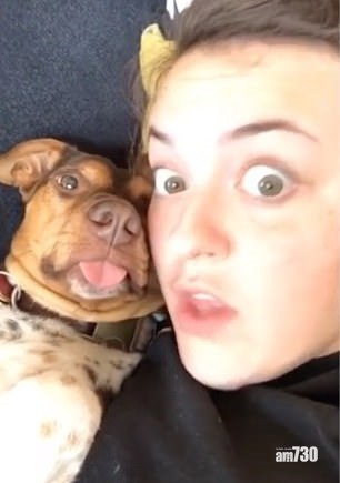 【叻叻】狗狗竟懂模仿伸脷扮鬼臉  主人一臉驚訝 (有片)