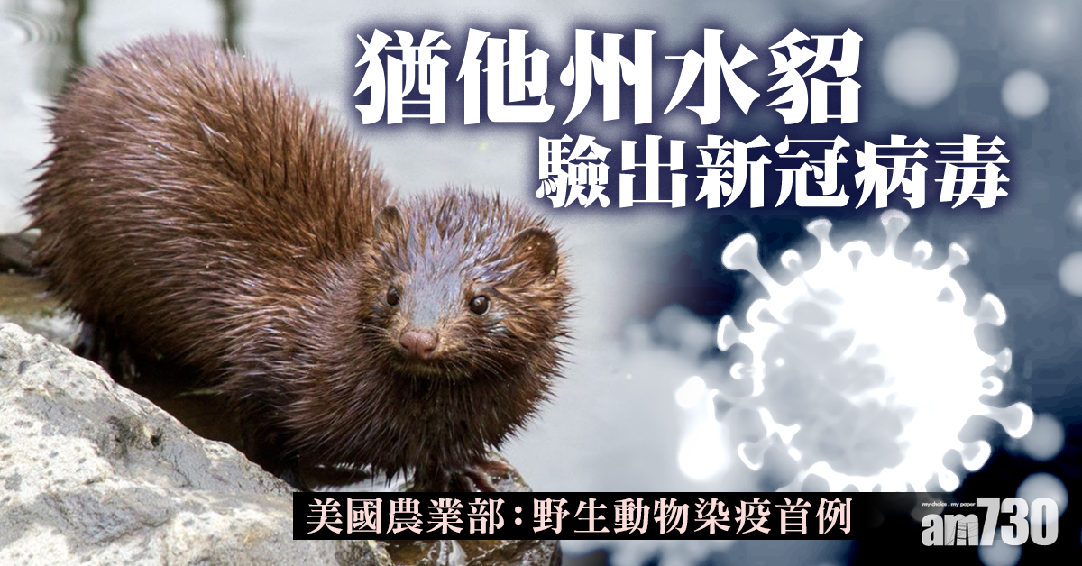 【新冠肺炎】猶他州水貂驗出新冠病毒 成美國野生動物染疫首例
