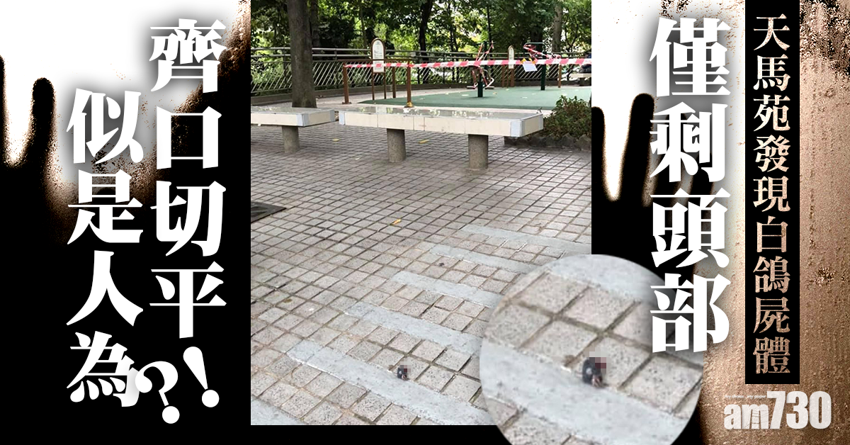 天馬苑發現僅剩頭部鴿屍　傷口平整待檢查是否人為