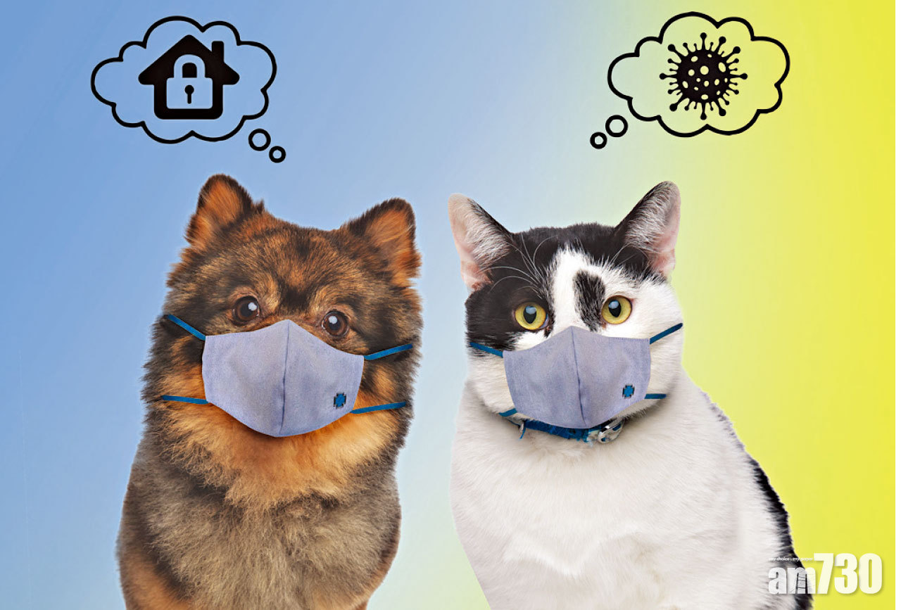 藍十字保險送 「新型冠狀病毒保障」予全港寵物貓狗 領養貓狗無需登記即可自動享有保障