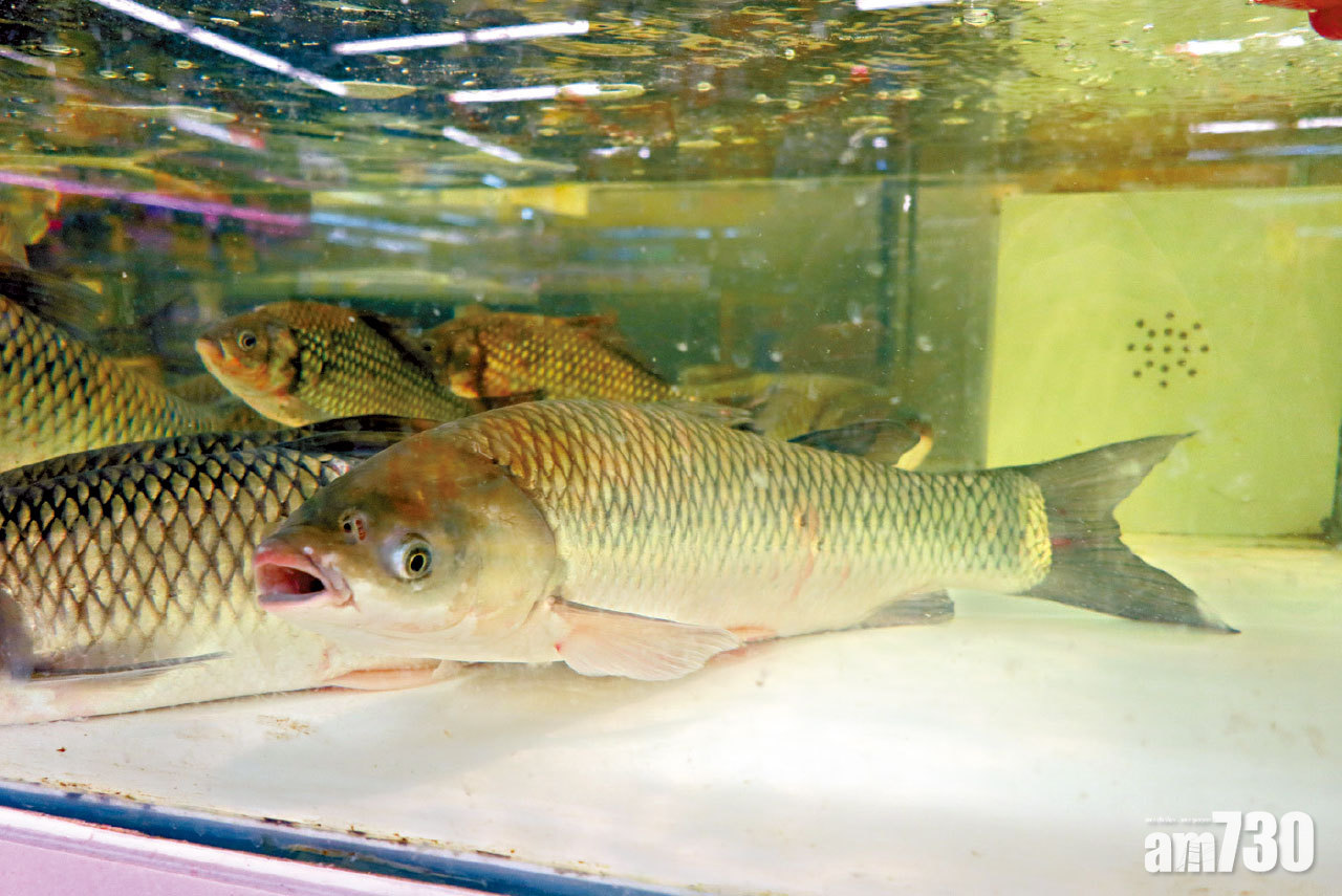 突破研究 發現鯇魚新致敏原 中大料助準確診斷