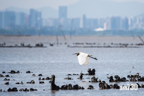  【生物多樣性】港大研究團隊發現 修復蠔礁對海洋環境商業價值具裨益
