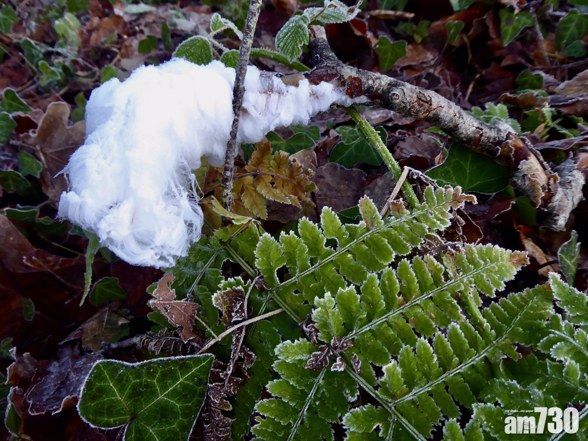【冬日奇景】枯木上結出「棉花糖」？