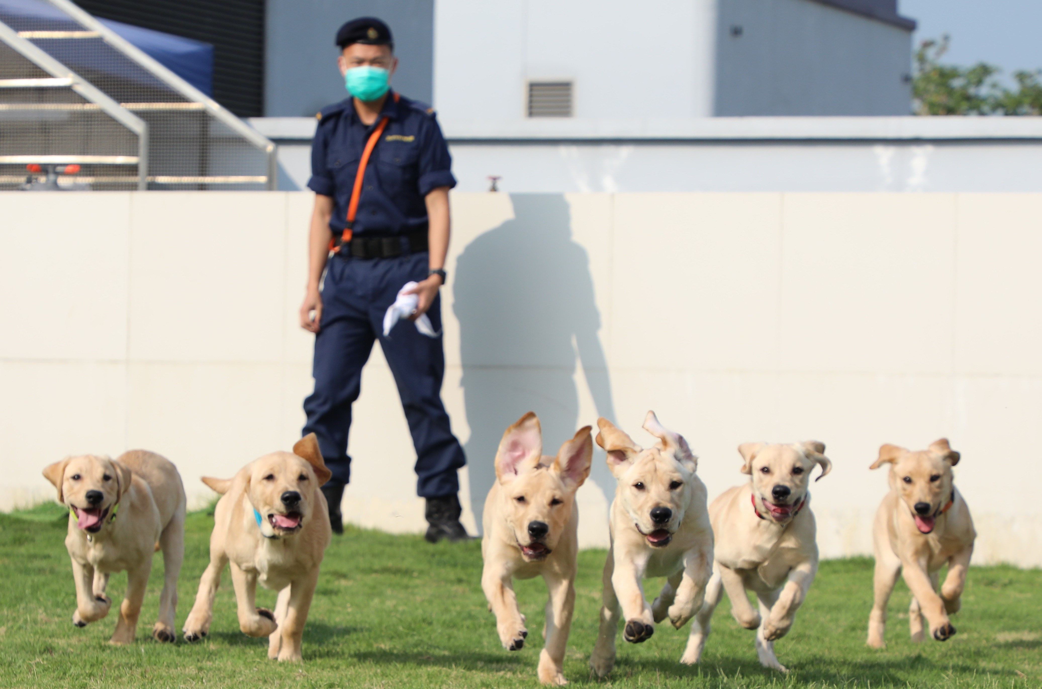 【專業範疇】海關領犬訓練課程獲資歷認可 為第四個通過評審課程