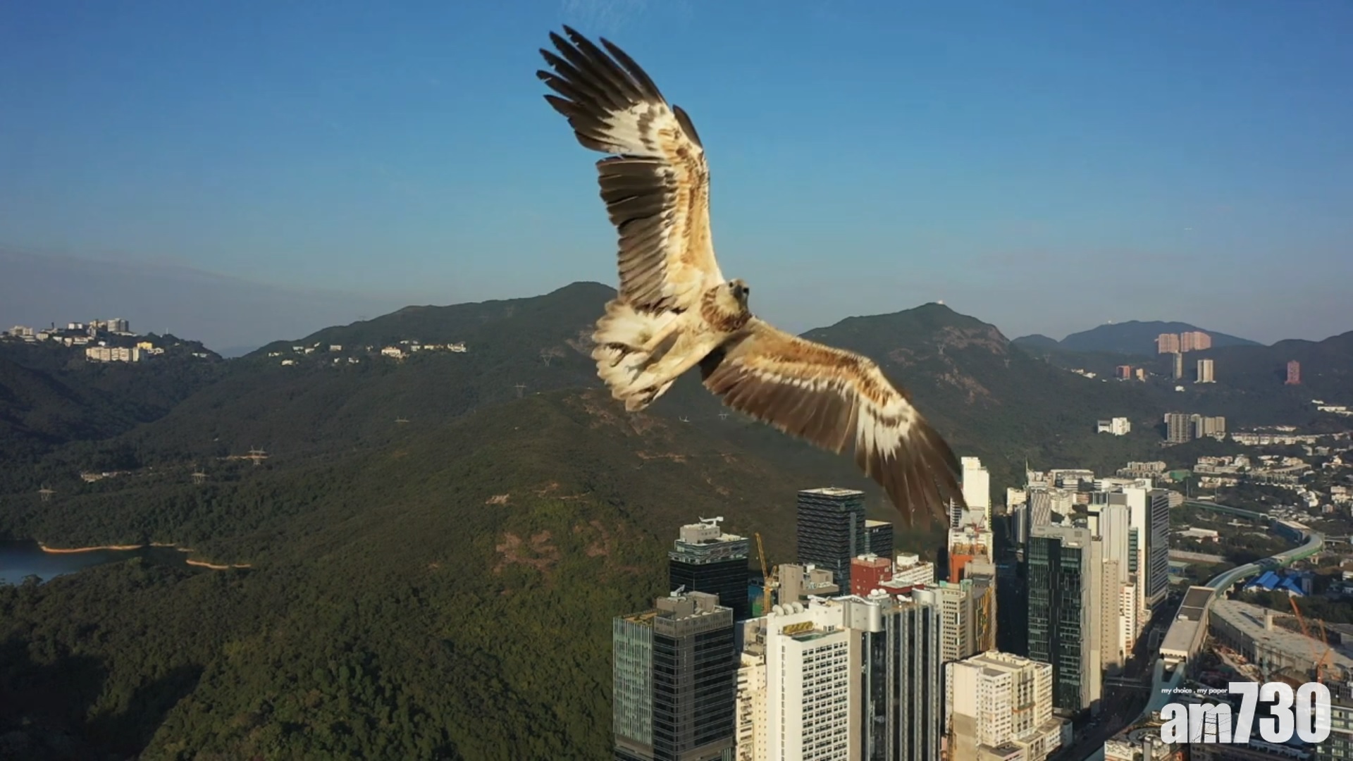【有片】【網上熱話】海鵰空中險撞航拍　網民：可能以為有獵物
