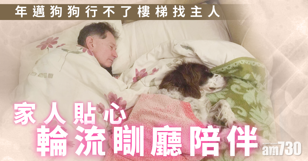 年邁狗狗行不了樓梯找主人 家人貼心輪流瞓廳陪伴