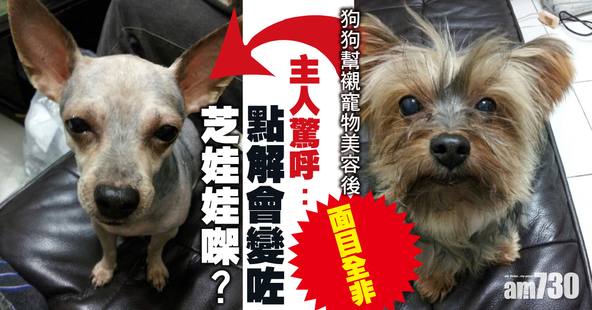 寵物狗去完美容店面目全非 主人驚愕：怎麽變吉娃娃了？